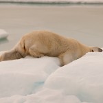 20090813_TheIceBear_3057_1440