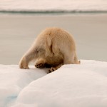 20090813_TheIceBear_3058_1440