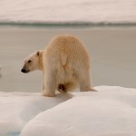 20090813_TheIceBear_3063_1440