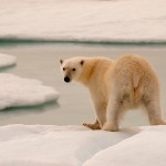 20090813_TheIceBear_3068_1440