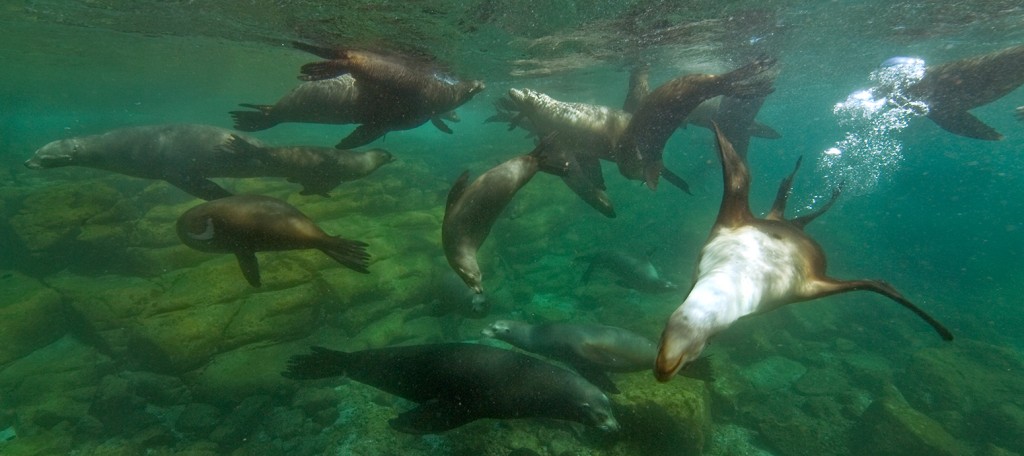 sea lions near Los Islotes