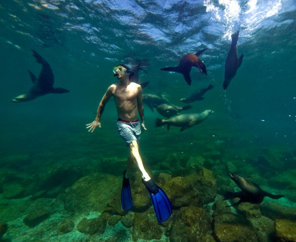 Swimming with sea lions on Los Islotes