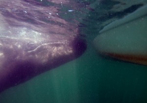 Baby gray whale under panga
