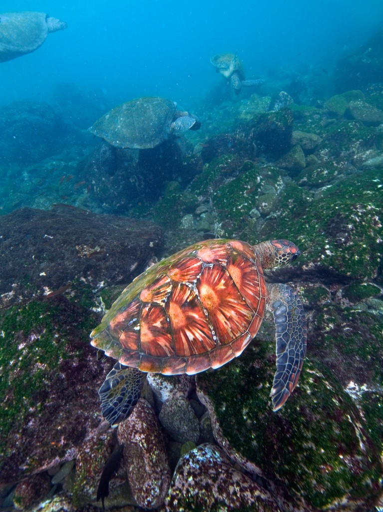 a young sea turtle, it's shell not yet covered by algae