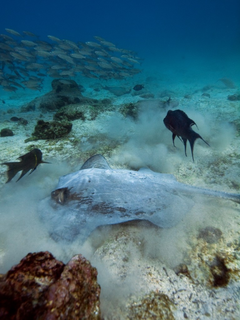 a ray lifting off of the sea floor near Sombrero Chino