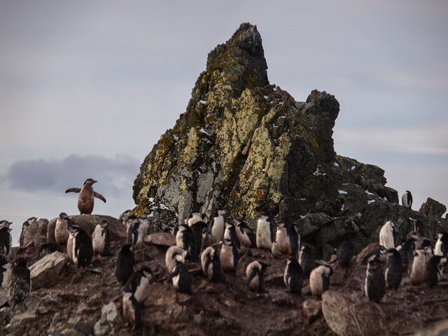 Gentoo penguin colony on Half Moon Island