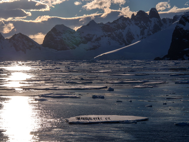 penguins on an ice flow in the Gerlache Straits