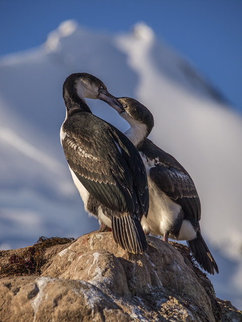 Blue eyed shags on Jugla Point