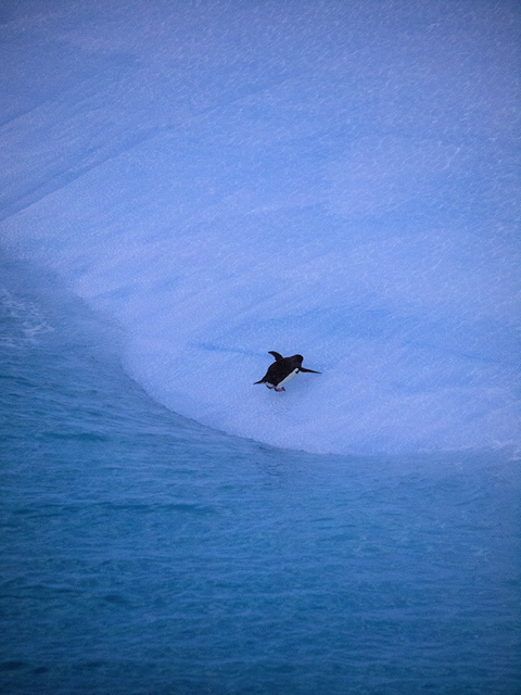 a penguin scrambles to get a grip on iceberg in Weddell Sea