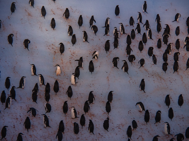 In the Weddell Sea, a group of penguins hang on the side of an iceberg  Oly OM-D