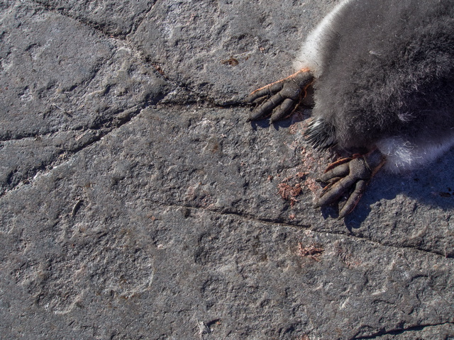 a gentoo penguin chick rests on a rocky surface on Port Lockroy