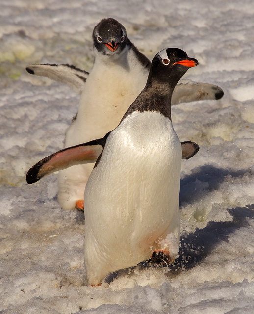gentoo penguin adult being chased by chick for food