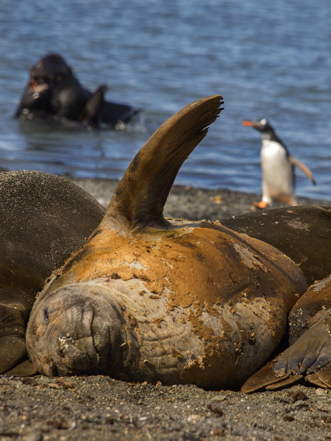 Elephant Island beach scene