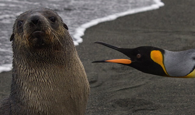 Mad King penguin and fur seal pup