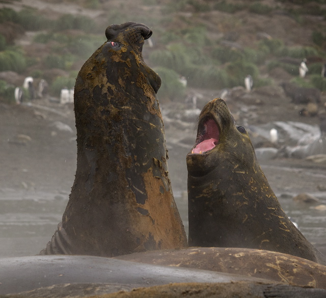 Elephant seals, Gold Harbour