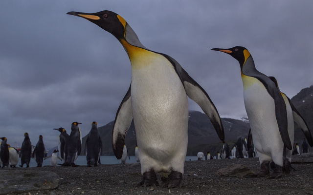 Gold Harbour King penguins