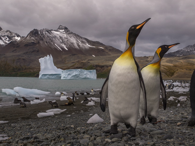 King penguins, Fortuna Bay