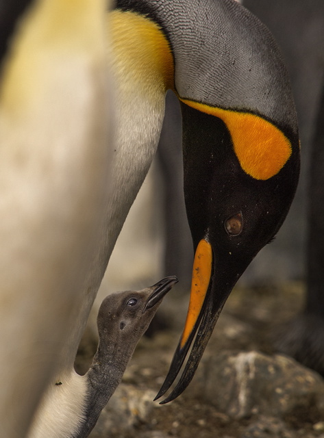 King penguin chick and parent