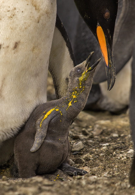 Food covered king penguin chick