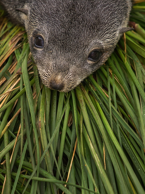  fur seal pup, Prion Island