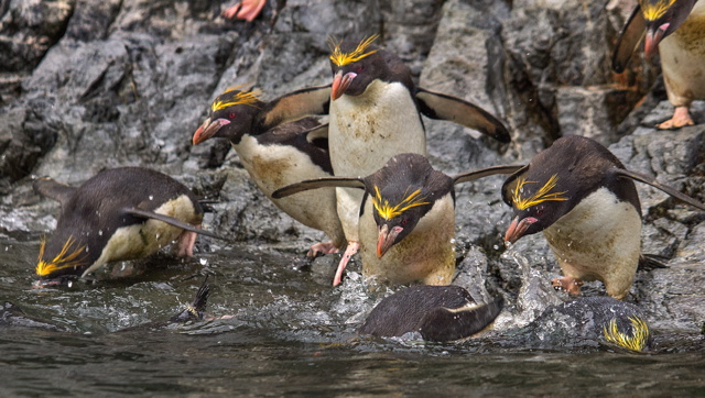 Macaroni penguins entering water, Hercules Bay