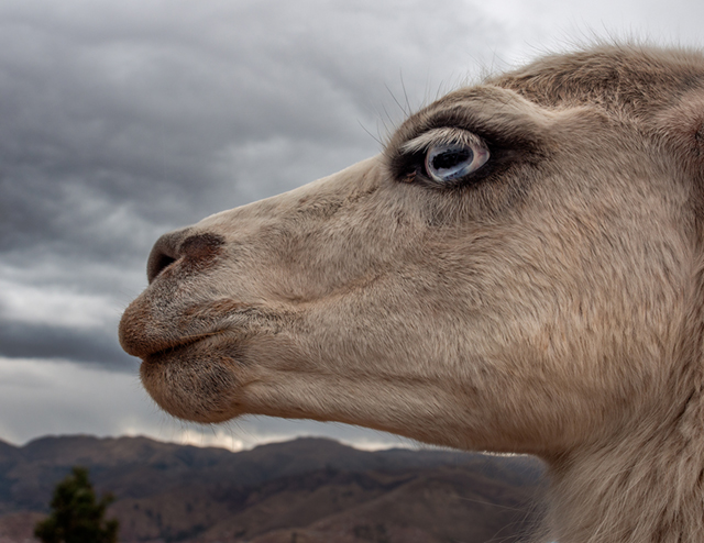 Near Cusco, the archaeological site of Sacayhuaman sits above the city.  Here, a llama is seen in profile-Olympus OM-D E-M1, 12-40mm f2.8