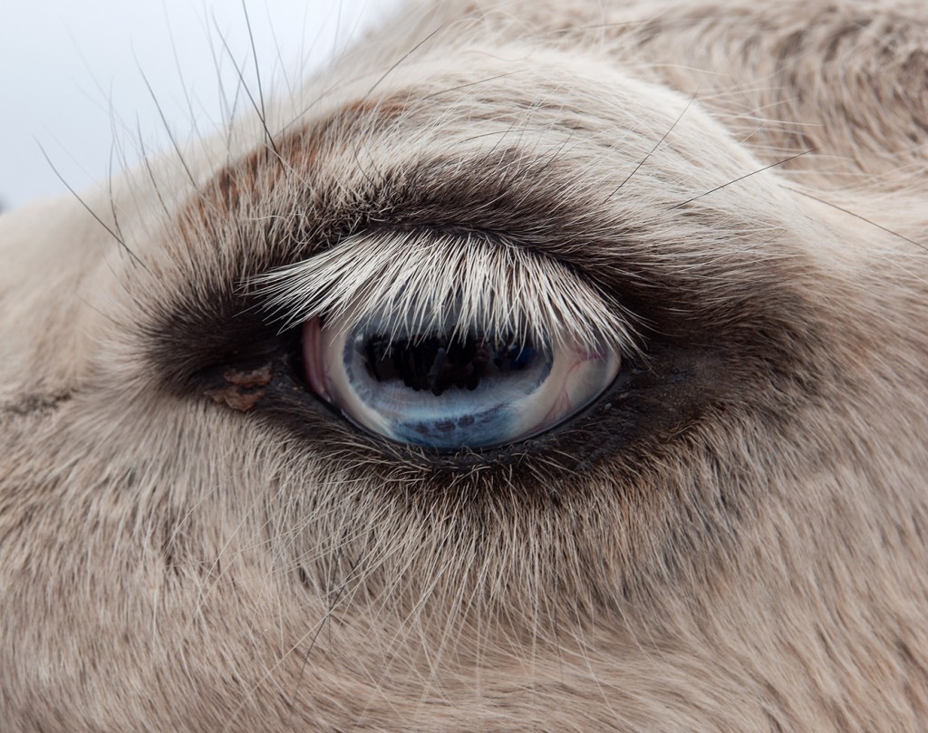 Often the beauty is in the detail.  I was amazed at the beautiful color of this llama's eye