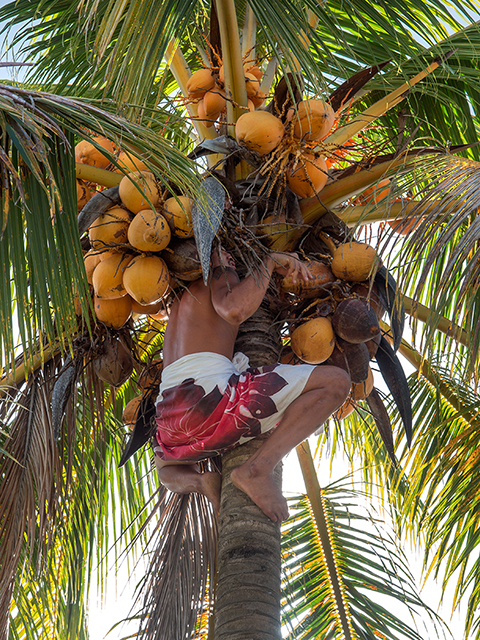 Collecting coconuts