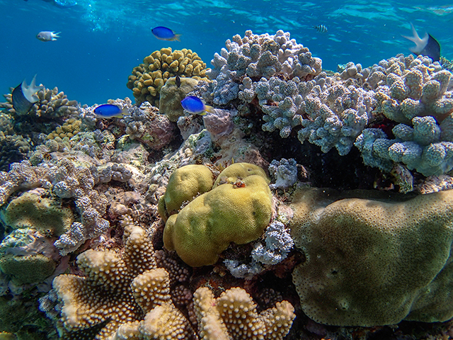 Great Barrier Reef     Olympus tough TG-1