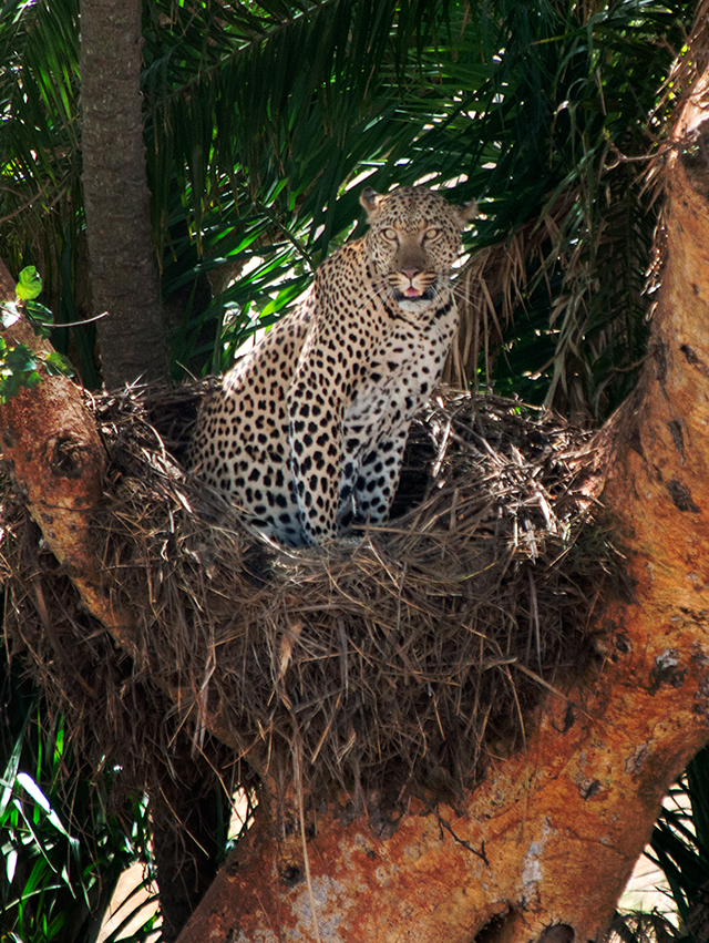 Leopard in Serengeti, first time I’ve seen a nest-dwelling leopard Olympus OM-D E-M1 50-200mm