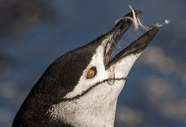 Gentoo penguin on Baily Head