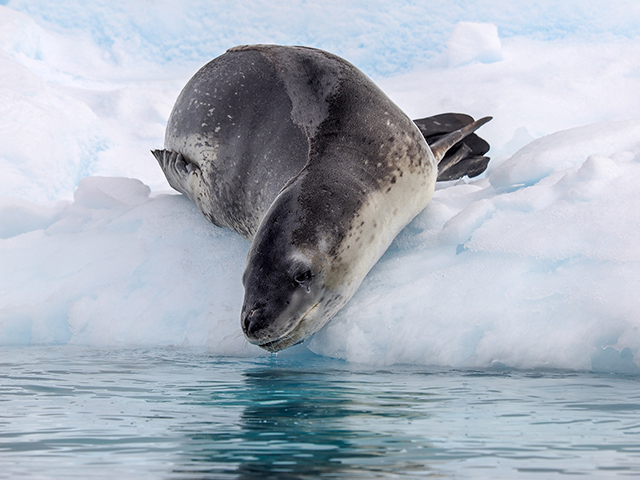 In Ciera Cove, a female Leopard seal dives into the ice, then attempts launching out of the water to the ice