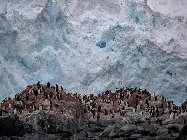     At Point Wild, on Elephant Island, a colony of Gentoo penguins in front of the glacier which abutted the Shackleton survival camp