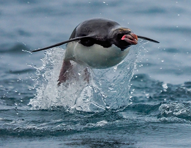 Macaroni penguin "porpoising"