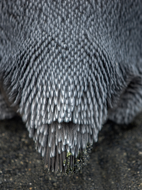 Brush tail of King penguin