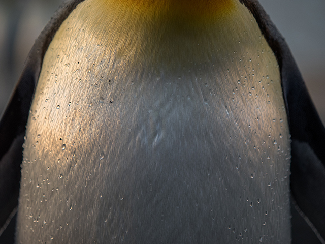Water drops of chest of King penguin after emerging from ocean at Gold Harbour in S. Georgia