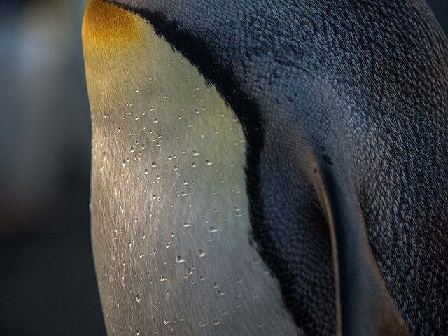 Water drops on chest of King penguin as it emerges from ocean at Gold Harbour