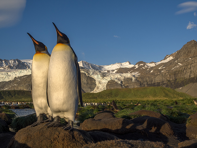 King penguins on Gold Harbour, South Georgia