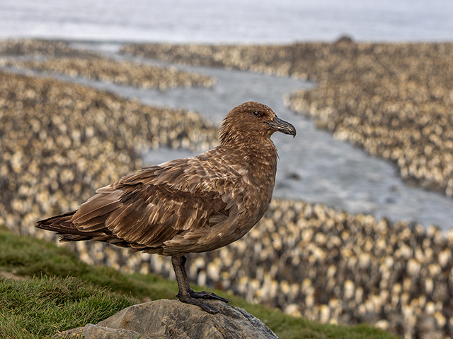 On St Andrews in South Georgia, a Skua looks over colony of 200,000+ King penguins...