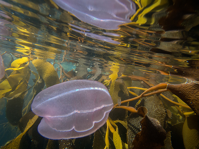 In Hercules Bay, S. Georgia, a jellyfish as soon from underwater.  Olympus OM-D E-M5 in housing with 9-18mm lens