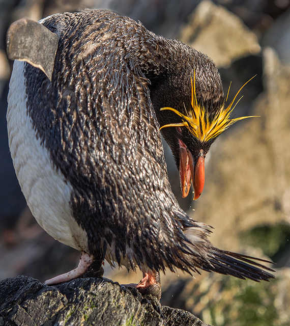 Macaroni penguin preening, Hercules Bay, South Georgia