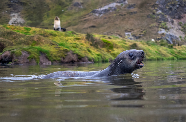 Near Stromness, in South Georgia, a fur seal pup reacts to my presence.  Olympus OM-D E-M1 12-40mm lens