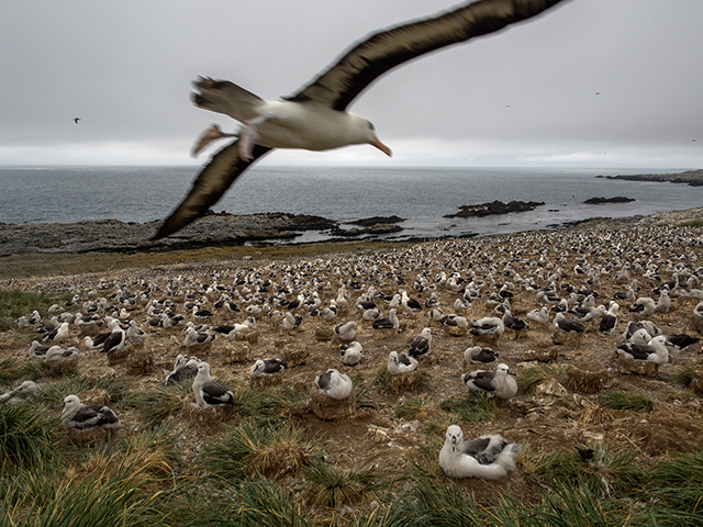 Black browed albatross colony in Falklands....Olympus OM-E E-M1 w/12-40mm lens