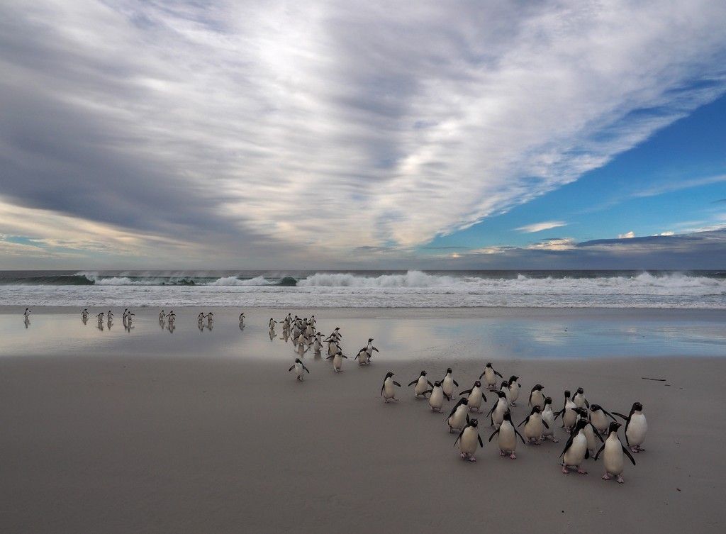On Saunders Island in the Falklands, a group of Macaroni penguin emerge from surf...Olympus OM-D E-M1 w/12-40mm