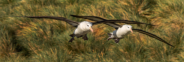 Black browed albatross on Westpoint Island, in Falklands...Olympus OM-D E-M1 w/12-40mm lens