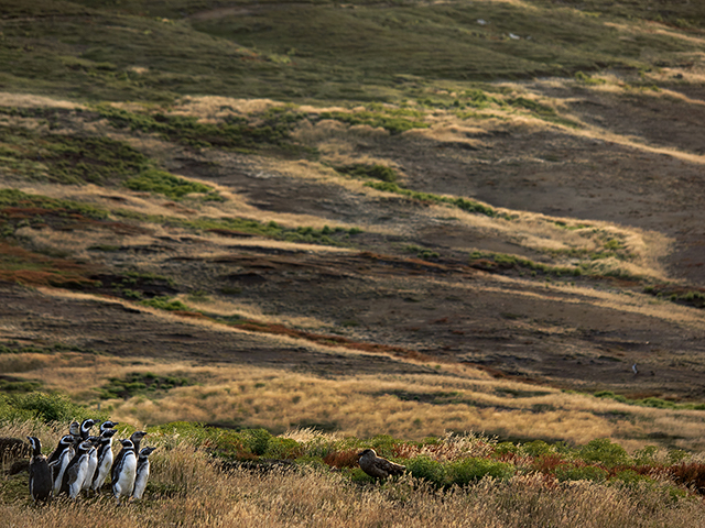 Magellanic penguins near burrows on New Island in the Falklands...Olympus OM-D E-M1 w/50-200mm
