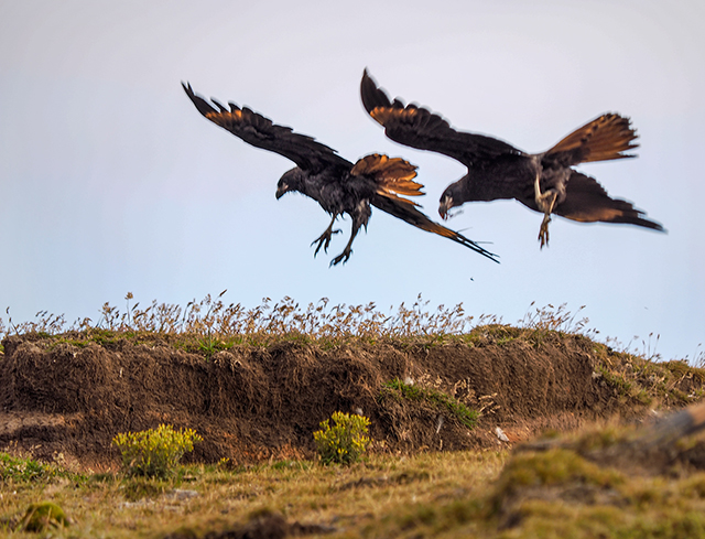 Striated Caracaras (Johnny Rooks) on New Island, Falklands...Olympus OM-D E-M1 with 50-200