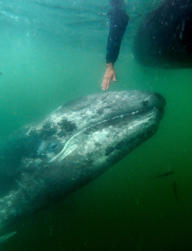 Laguna San Ignacio, a baby gray whale surfaces near a Zodiac raft, with hand of visitor reaching down to pet the whale     Olympus E-M5 7-14mm w/housing
