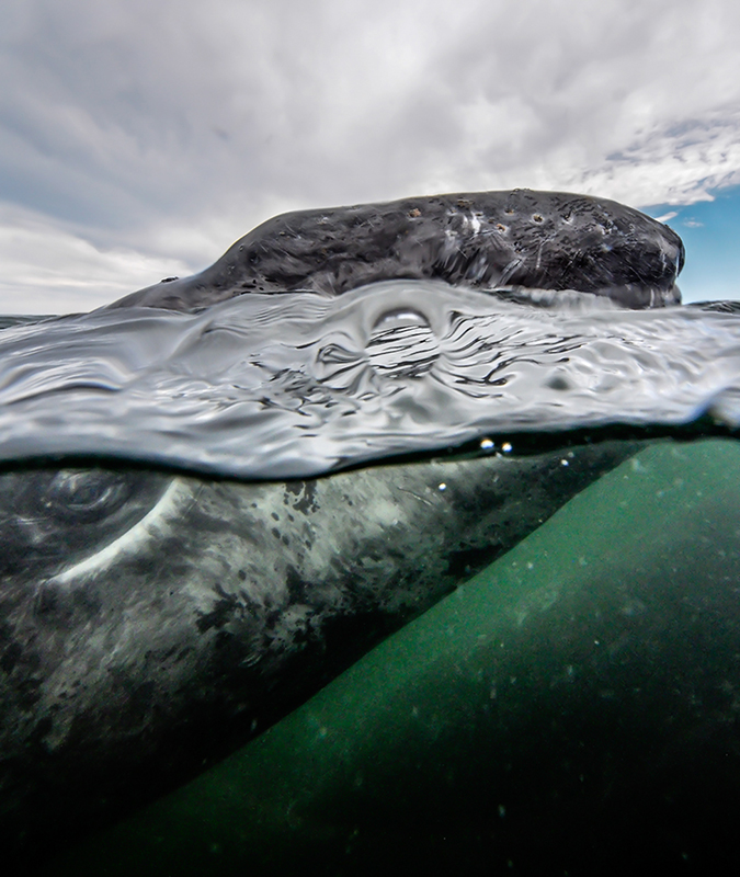 In Laguna San Ignacio, along the Baja Peninsula, a baby Gray whale surfaces to view visitors.   Olympus E-M5 w/7-14mm in housing