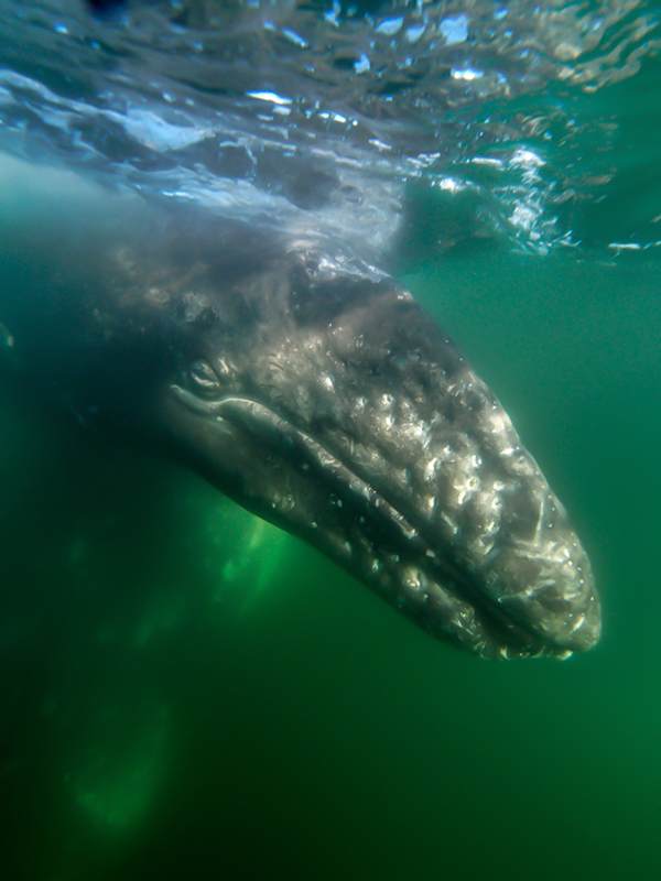 Baby Gray whale in Laguna San Ignacio    Olympus OM-D E-M5 w/7-14mm in housing